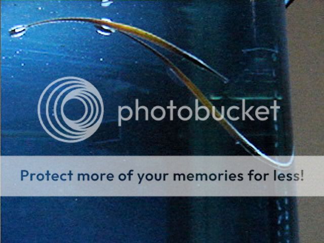 Pipefish.jpg