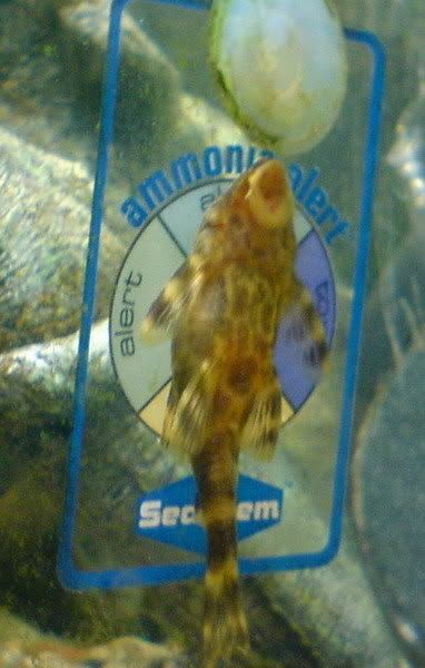 plecolove.jpg