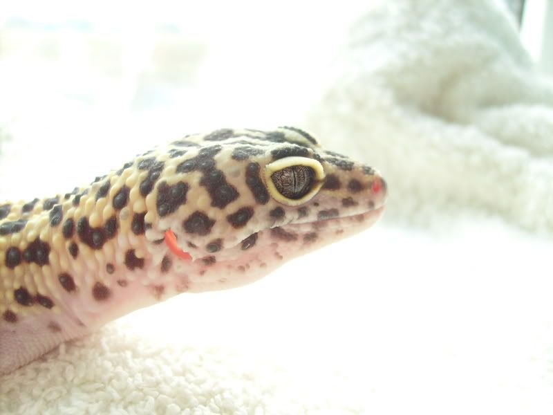 Picsofpetsoctober08095.jpg