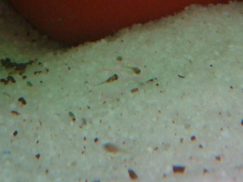 babies0045.jpg