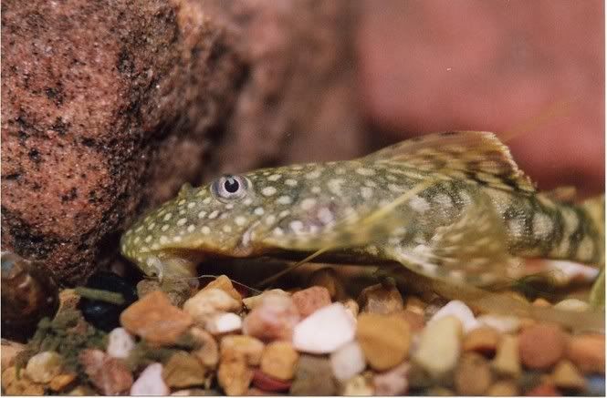 Plecocloseup.jpg
