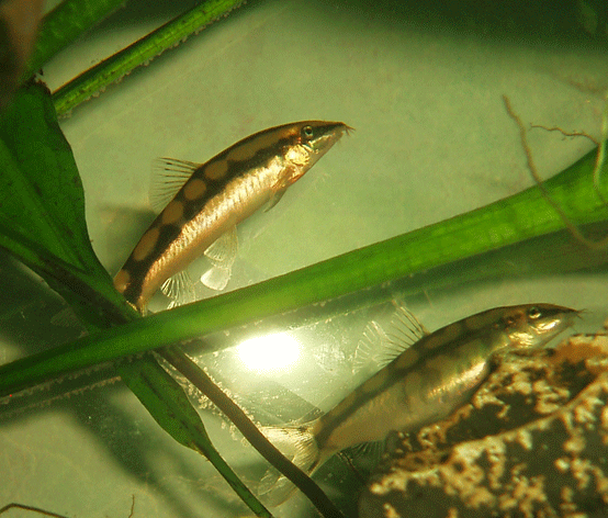 chain_loach.png