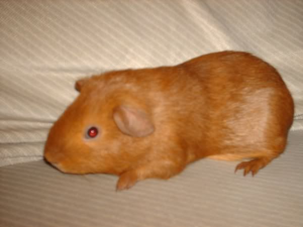 Hermie1.jpg