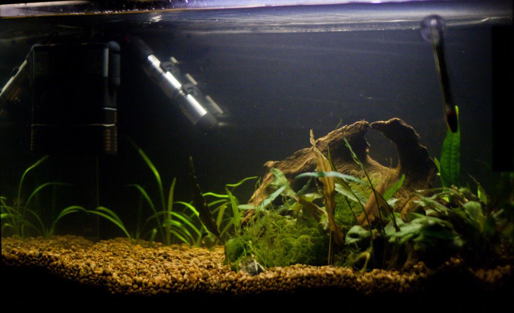 Fish-10.jpg