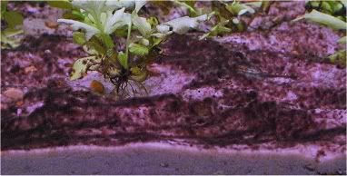 algae2.jpg