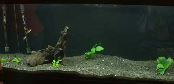 fishtest.jpg