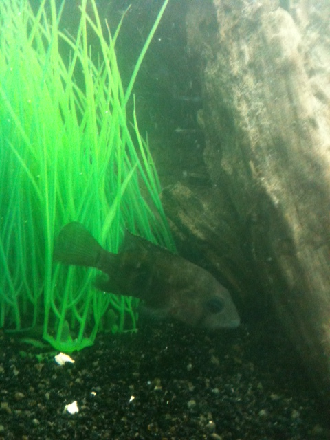cichlid.png