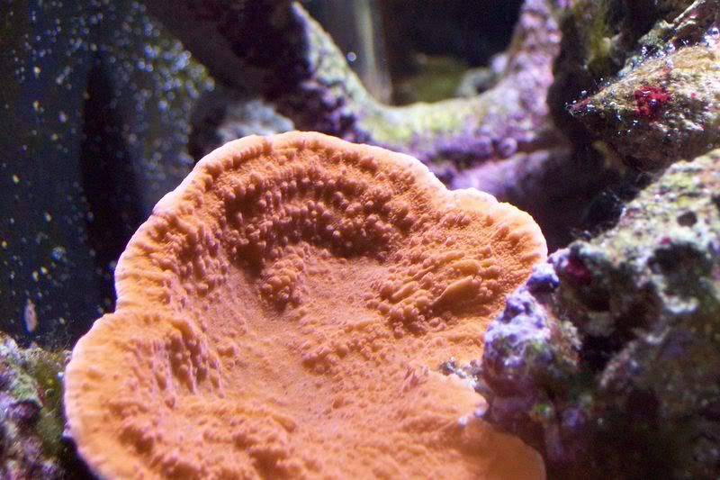 aquarium131.jpg