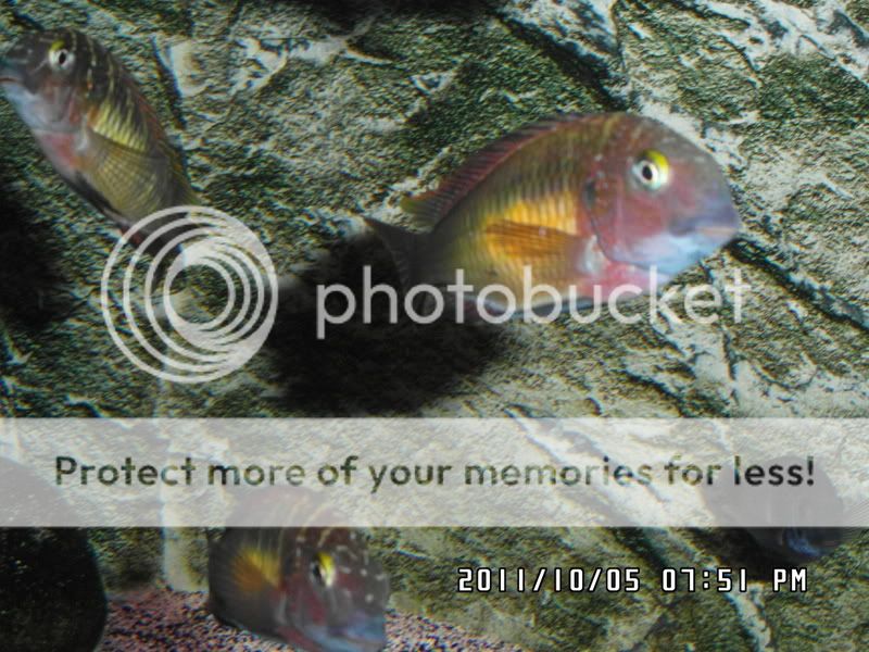 SAM_0181.jpg