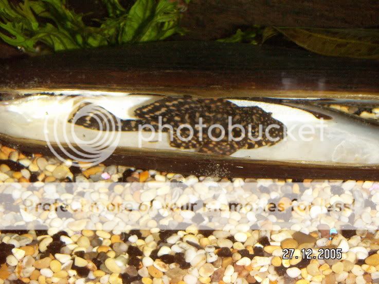 pleco1.jpg