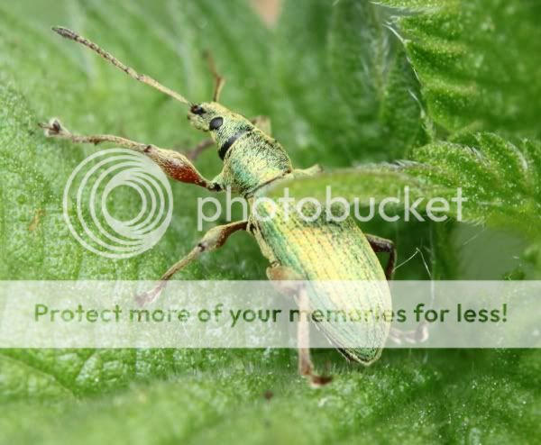 weevil2.jpg