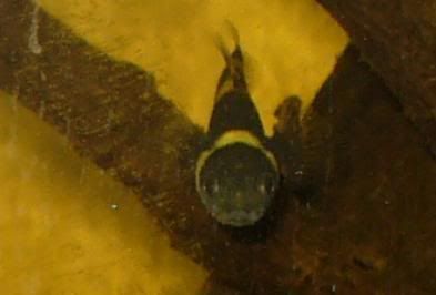 goby4.jpg