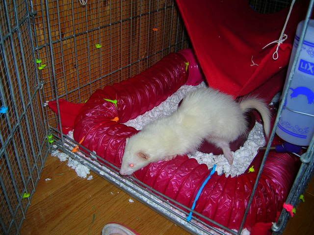 fuzzies053.jpg