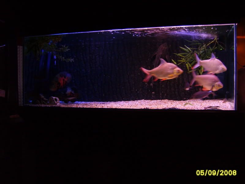 S5006247.jpg