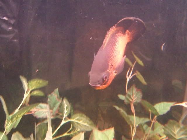 2006_11101Fish0009.jpg