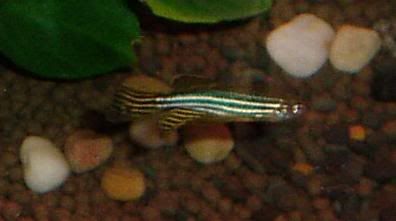 oneofthebiggerzebradanio.jpg
