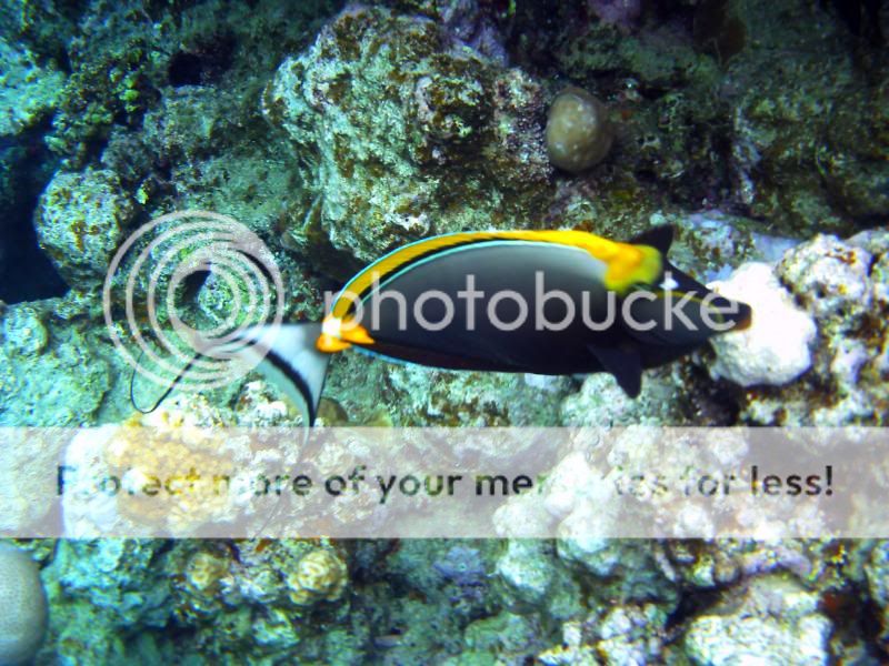 underwater123.jpg