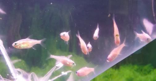 Leucistic.jpg