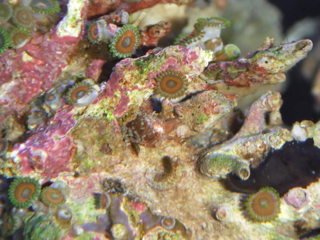 stomatellavaria.jpg