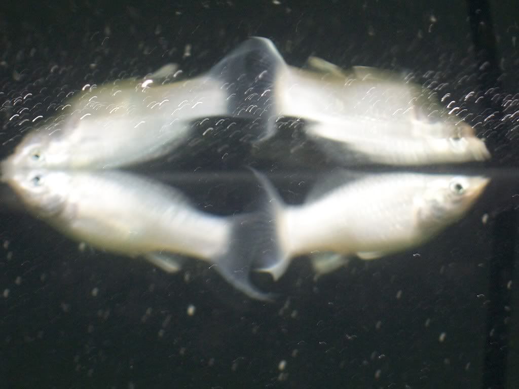 Kensfishes005.jpg