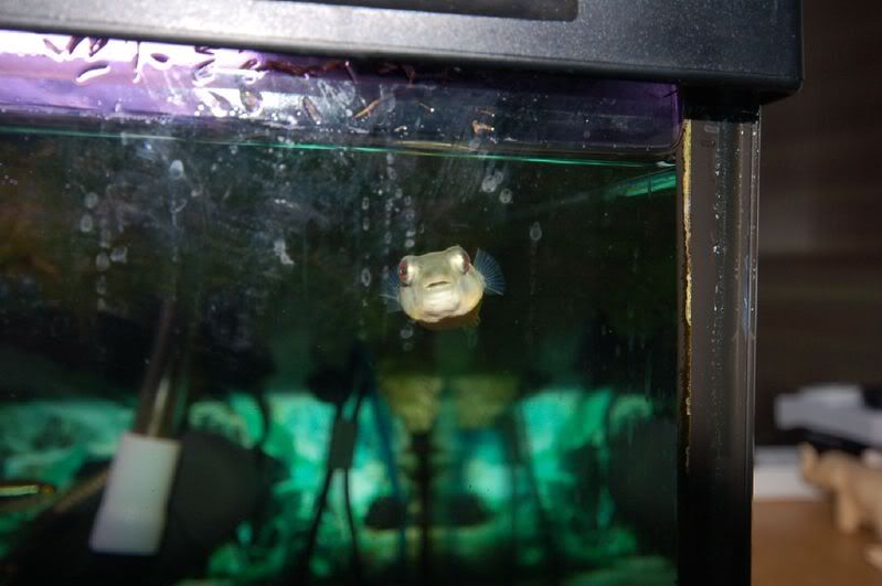 Fish-048.jpg