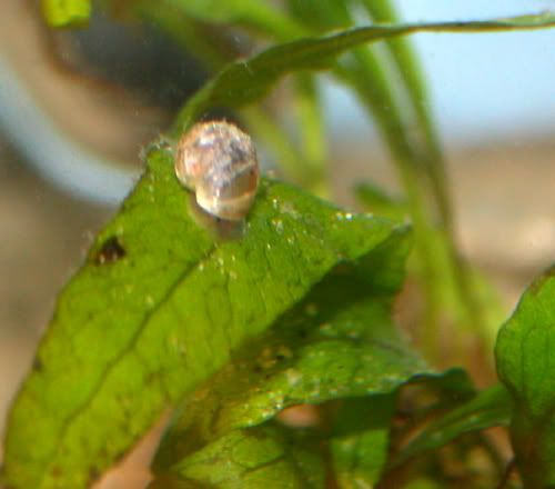 snail2.jpg