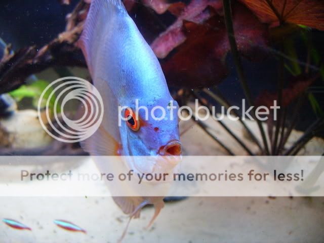 macrofish018.jpg