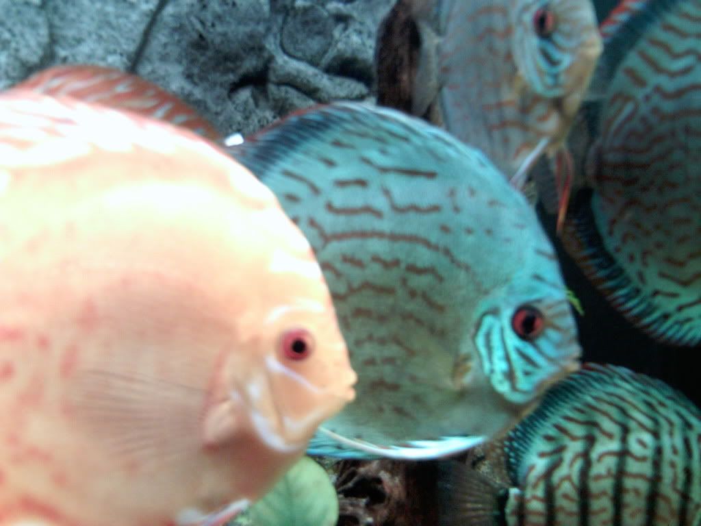 fish058.jpg