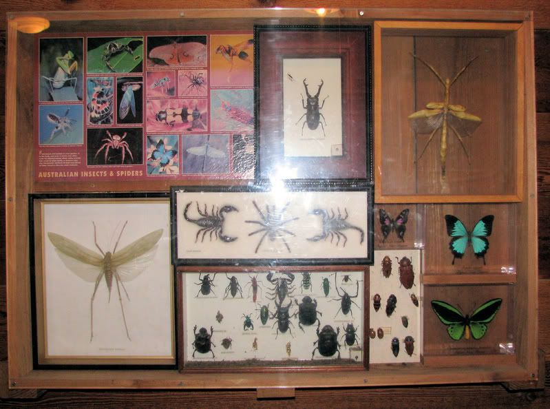 AustralianSpiderBugDisplay.jpg