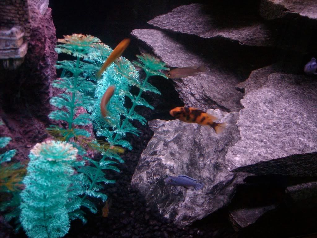 aquarium009.jpg