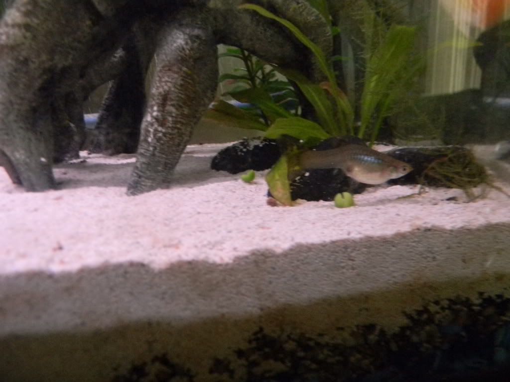 bentfish005.jpg