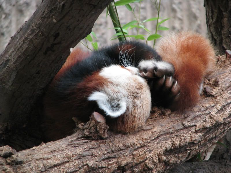 RedPanda1.jpg