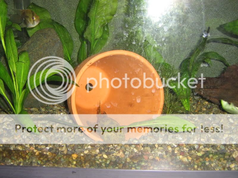 PictureorVideo433.jpg