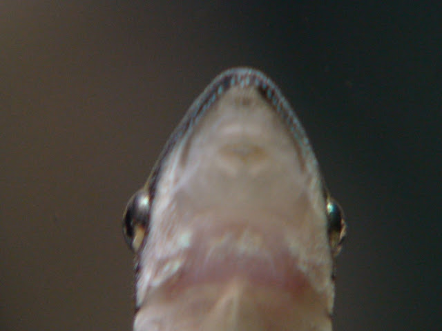 DSC01202.JPG
