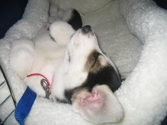 puppy1018.jpg