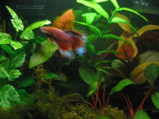 IMG213.jpg