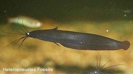Heteropneustes_fossilis_17.jpg