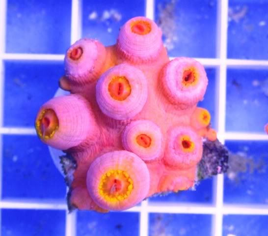 Suncoral.jpg