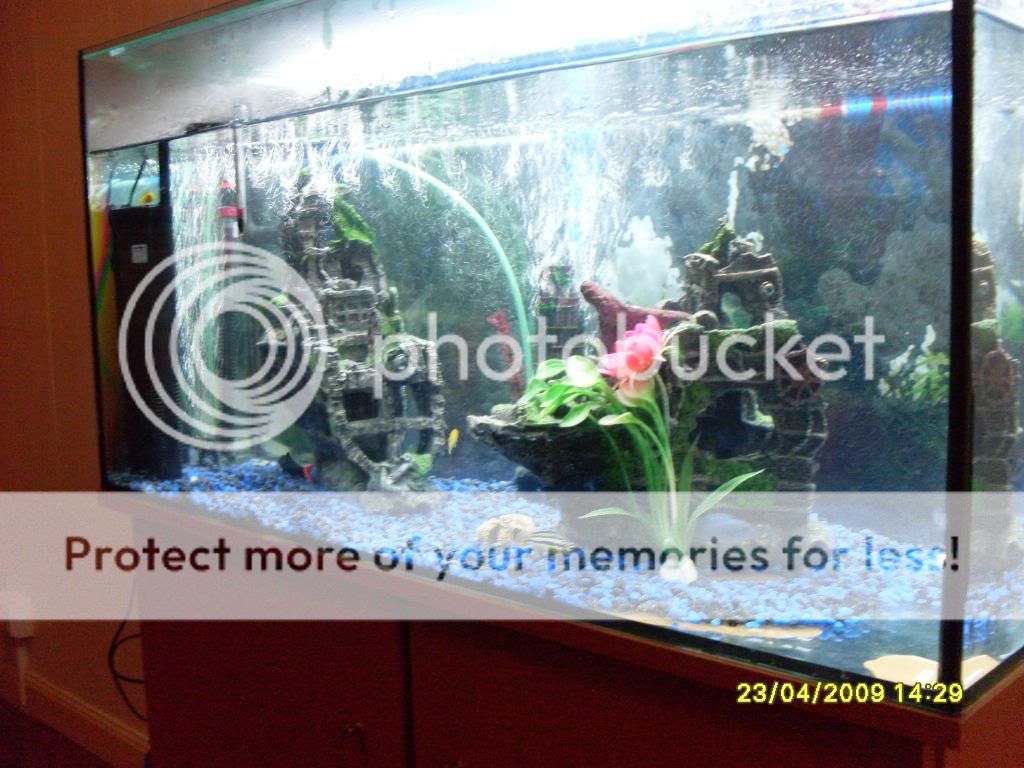myfishtank40g006.jpg