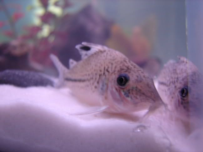 fishtankpics010.jpg