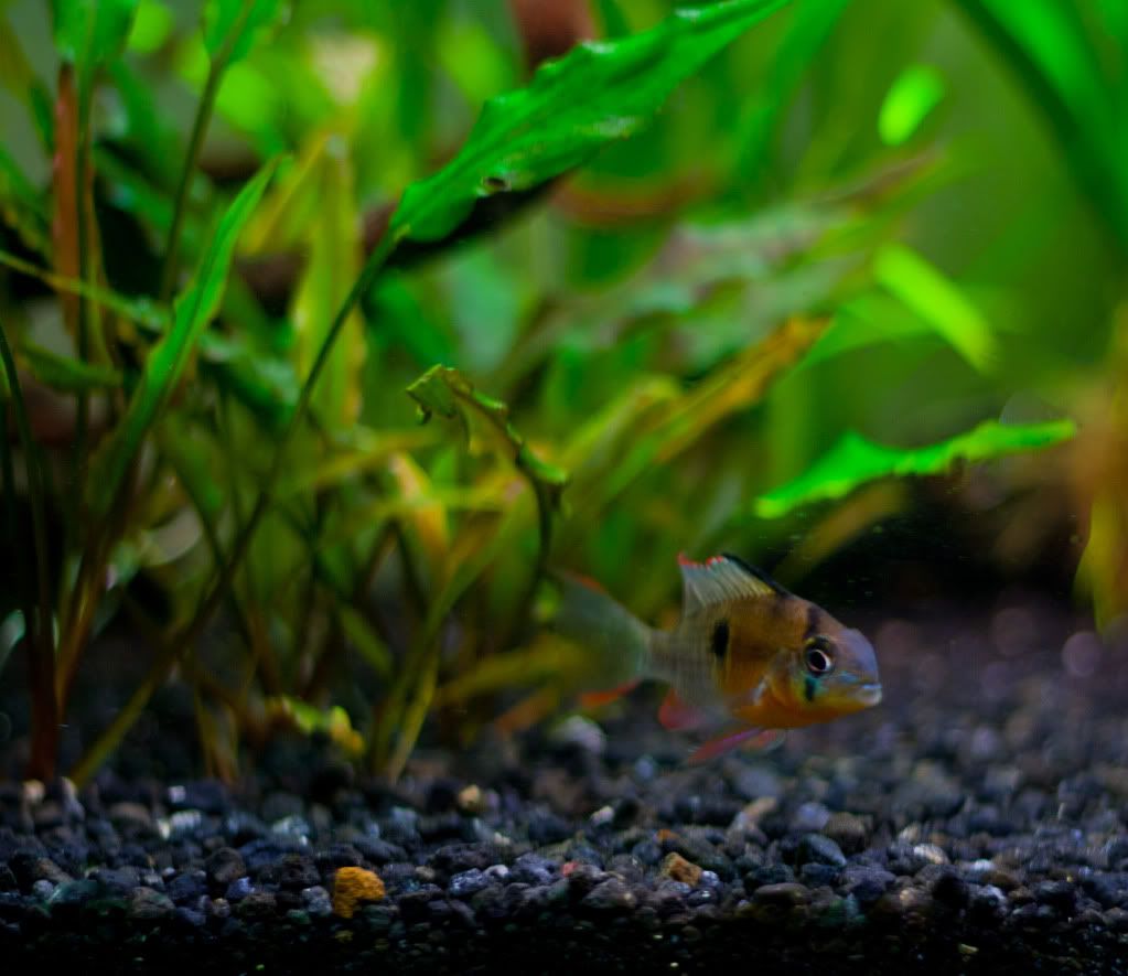 Fish-9.jpg