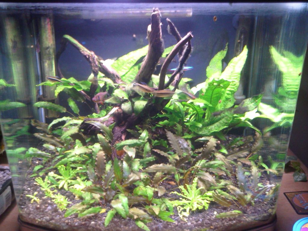 tank2july.jpg