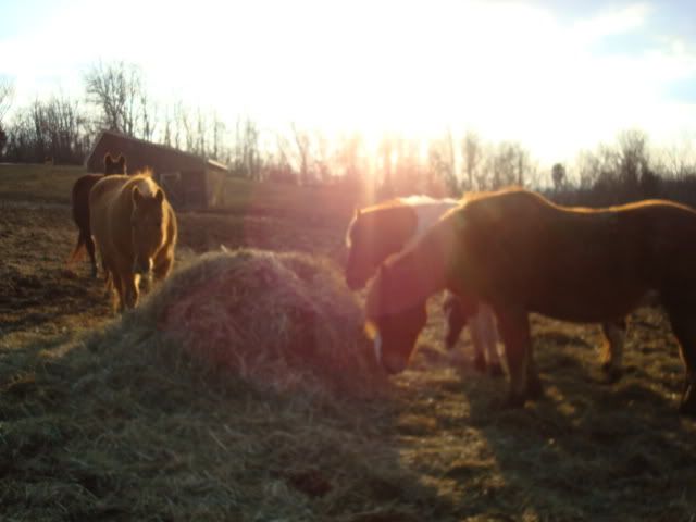 horsies001.jpg