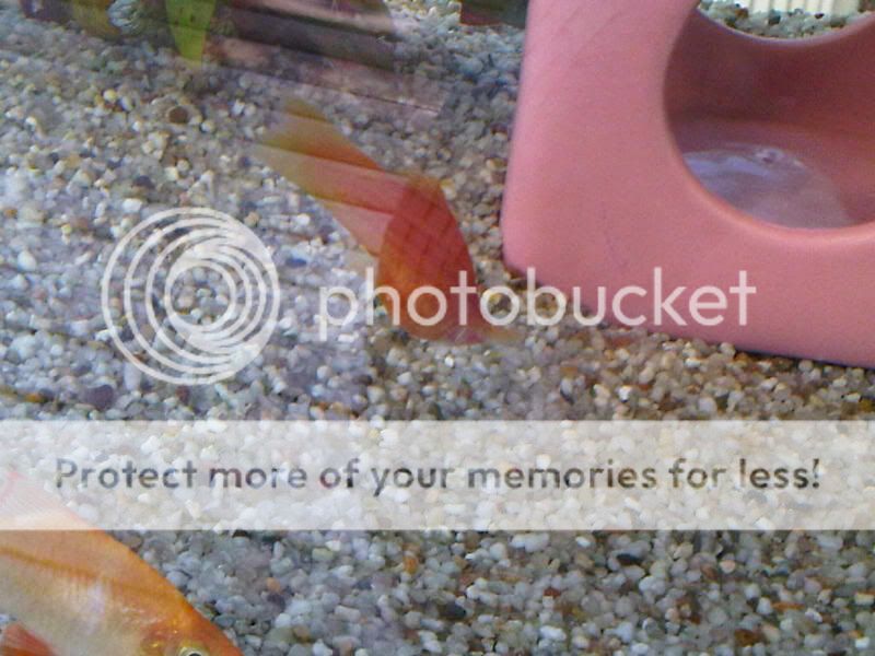 IMG00602-20110812-1015.jpg