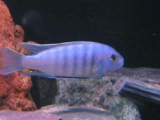blue33.jpg