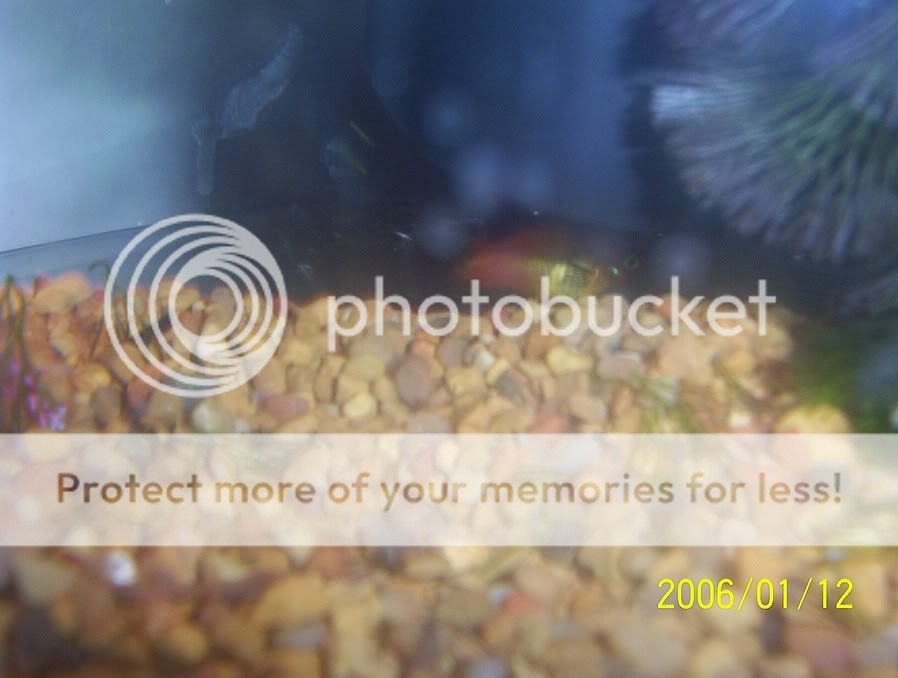 pregoplaty.jpg