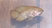 fishie.jpg