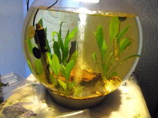 2010_0411fishtank0004.jpg