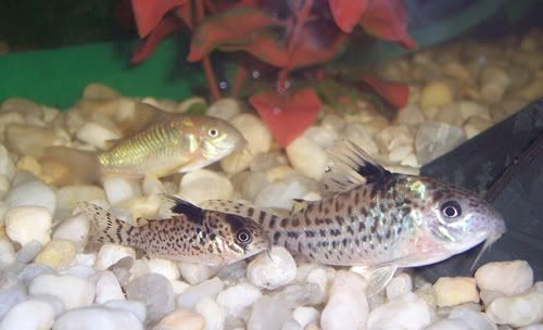Corys3SpeciesFlash.jpg