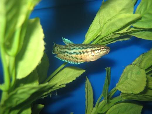 fish310.jpg